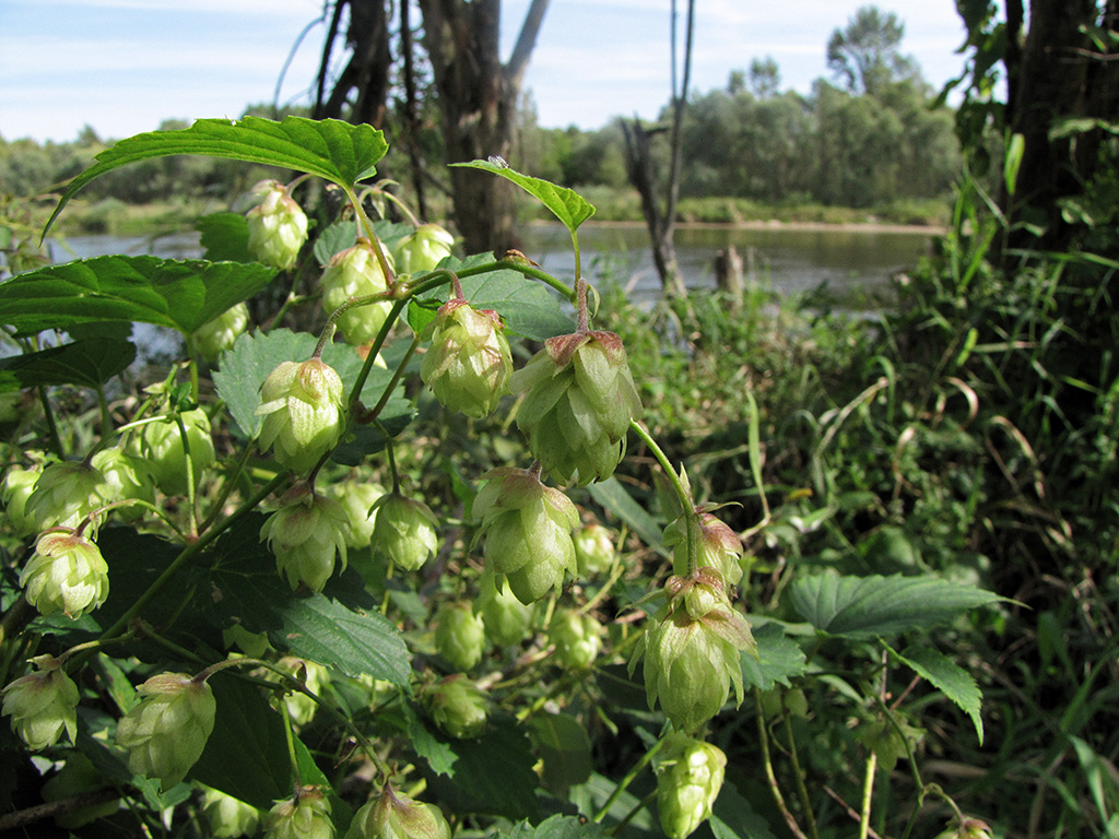 Изображение особи Humulus lupulus.