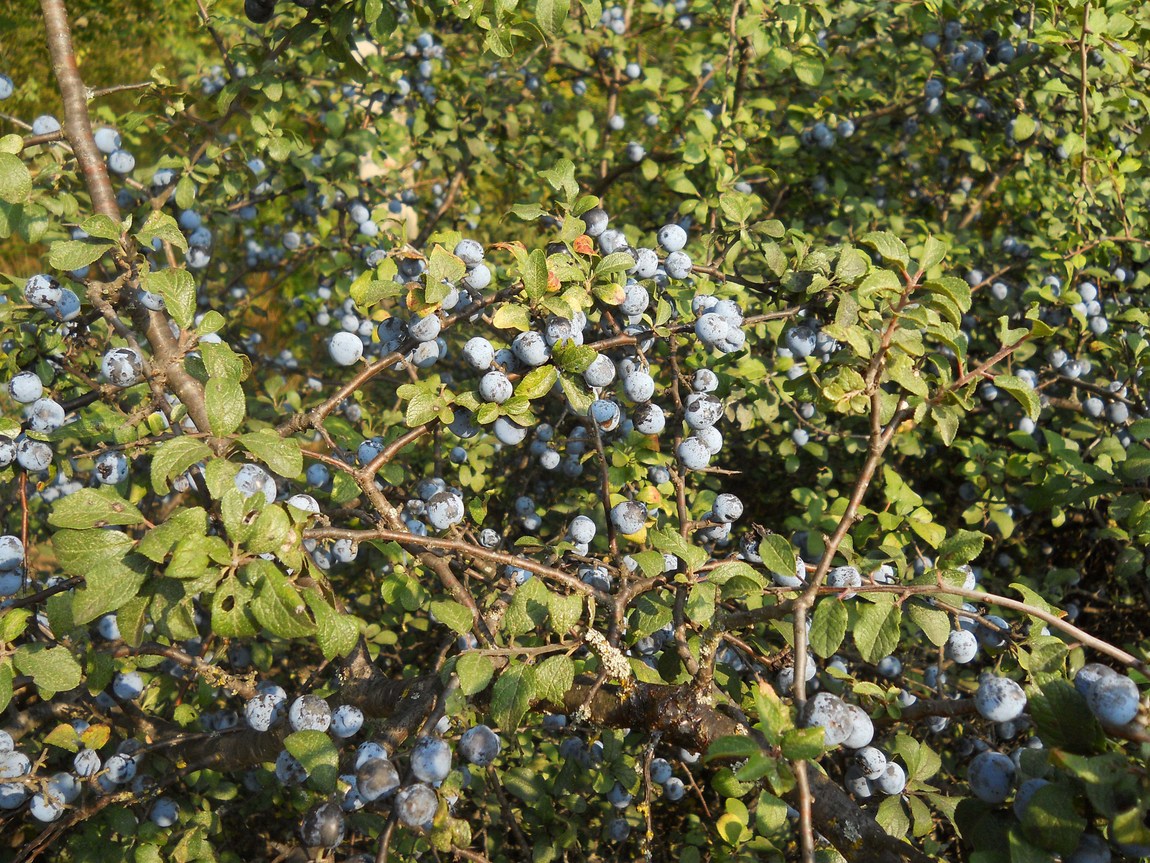 Image of Prunus stepposa specimen.