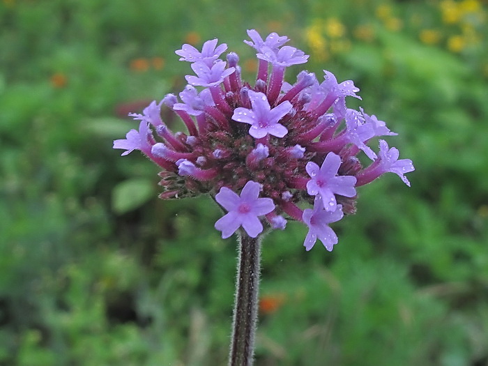 Image of Verbena bonariensis specimen.