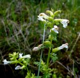 Pedicularis palustris