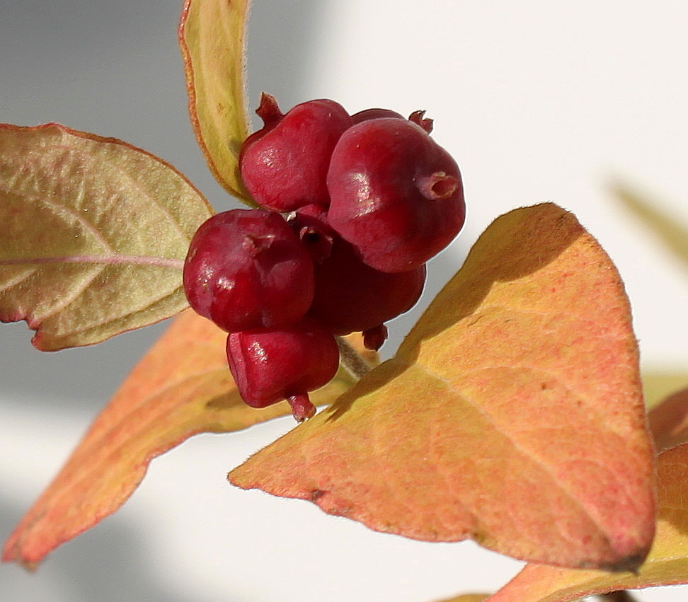 Изображение особи Symphoricarpos × doorenbosii.