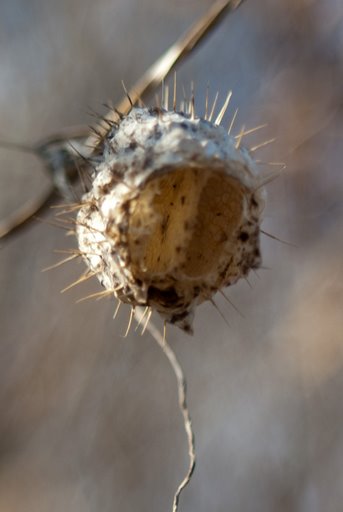 Изображение особи Echinocystis lobata.