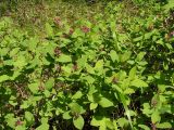 Lonicera chamissoi. Верхушки цветущих побегов. Хабаровский край, Ванинский р-н, верховье р. Агандяк. 07.06.2012.