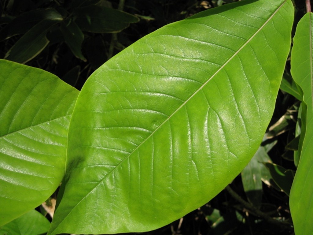 Image of Magnolia hypoleuca specimen.