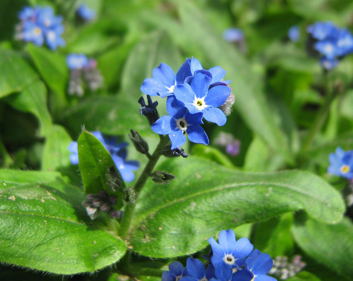 Изображение особи род Myosotis.