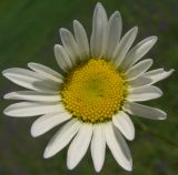 Leucanthemum vulgare