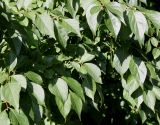 Styrax japonicus