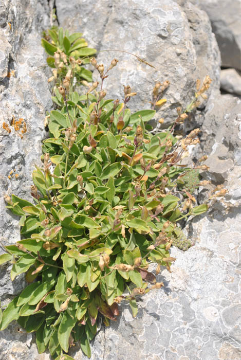 Изображение особи Silene pygmaea.