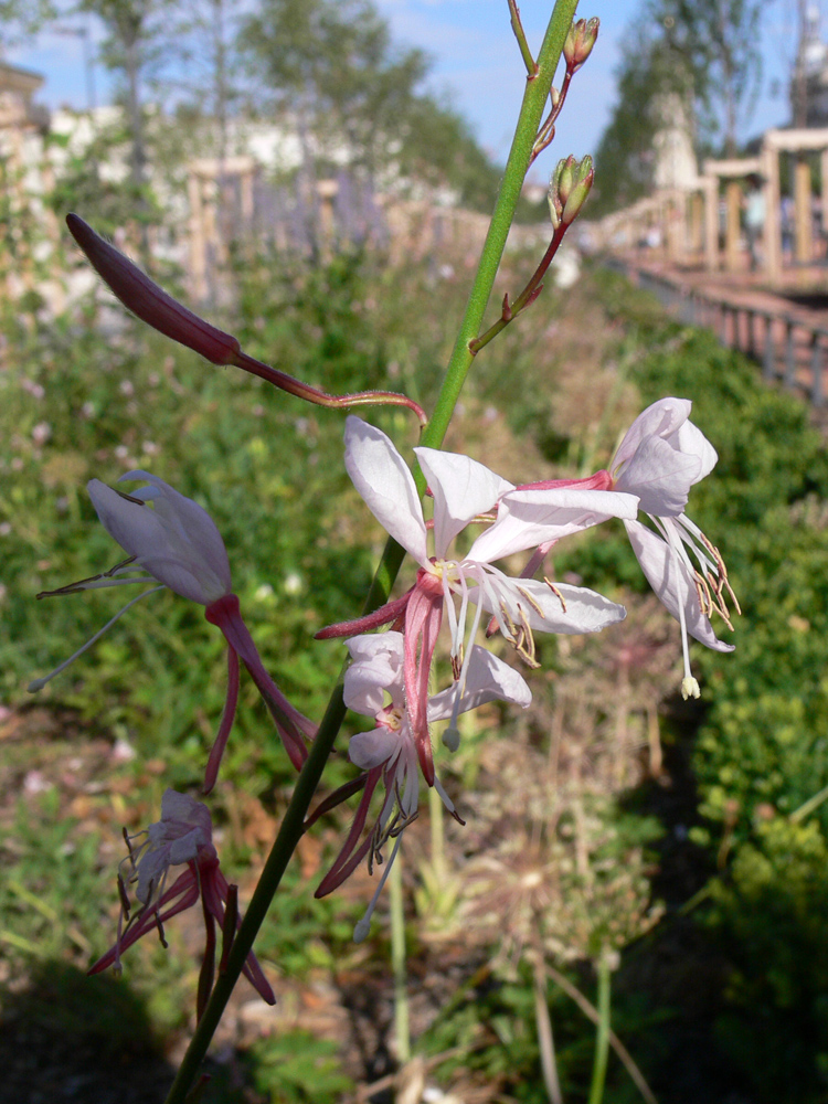 Изображение особи Gaura lindheimeri.