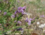 genus Medicago