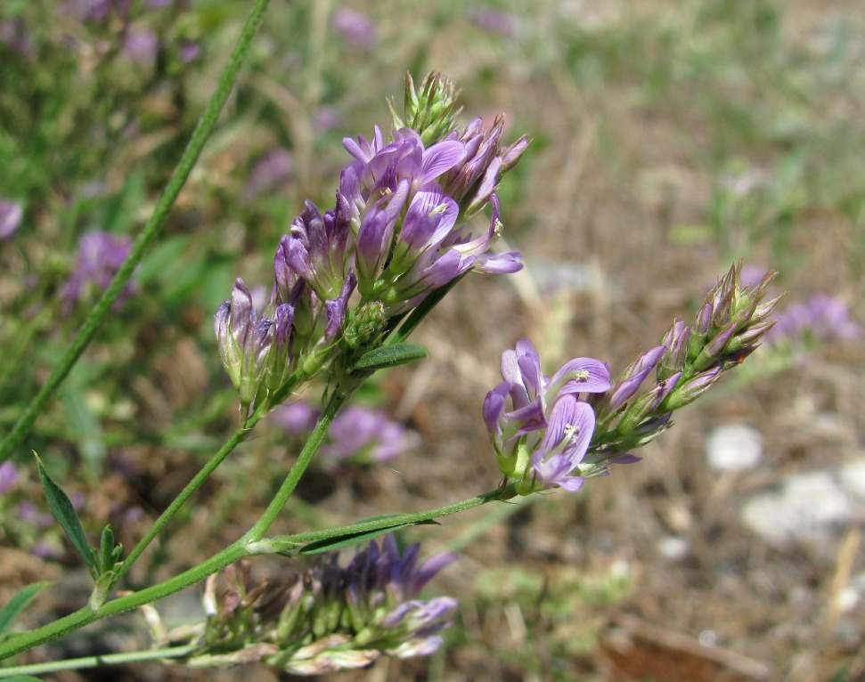 Изображение особи род Medicago.