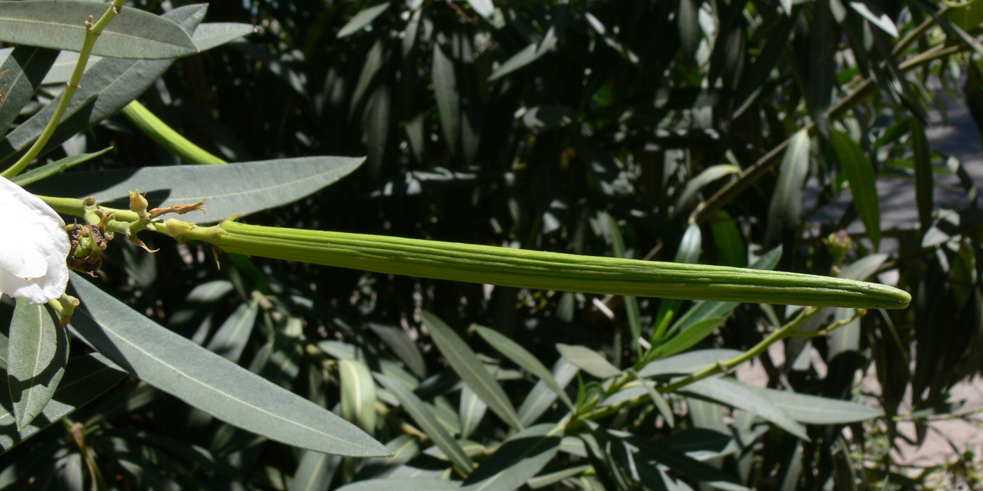Image of Nerium oleander specimen.
