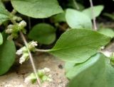 Parietaria elliptica