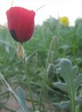 genus Papaver. Верхушка цветущего растения, покрытого каплями росы. Израиль, г. Беэр-Шева, рудеральное местообитание. 16.02.2013.