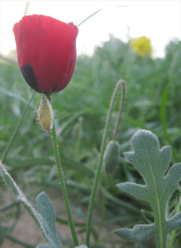 Изображение особи род Papaver.