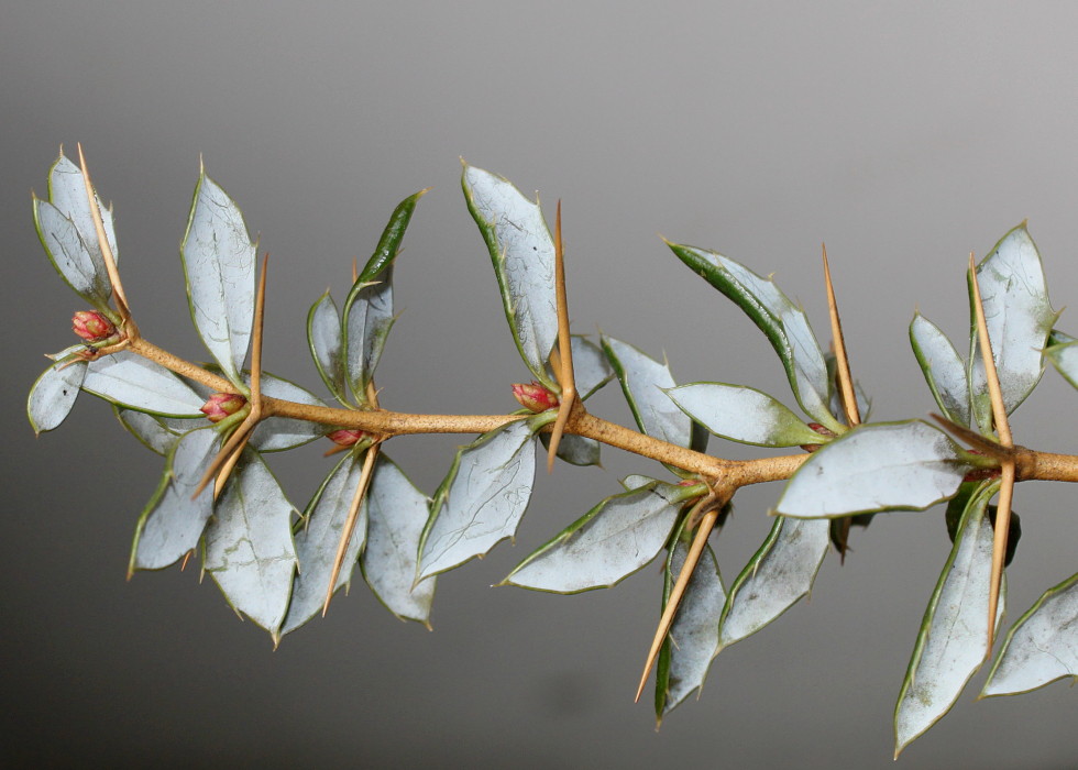 Image of Berberis candidula specimen.