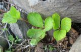 Ligusticum scoticum