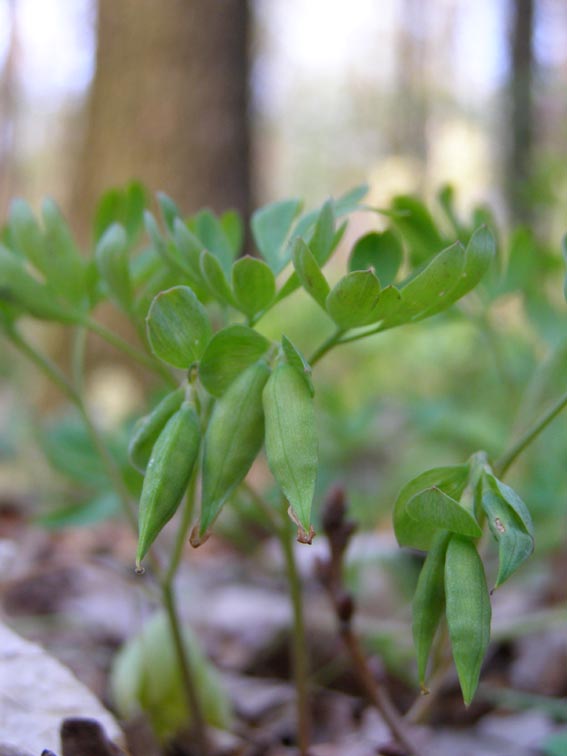 Image of Corydalis intermedia specimen.