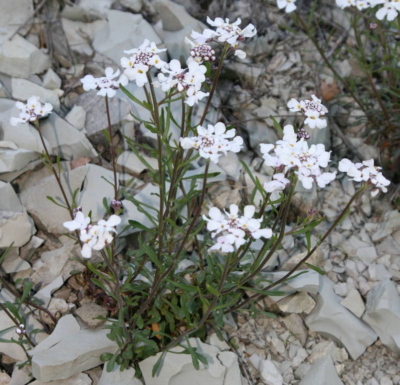 Image of Iberis simplex specimen.