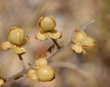Helianthemum salicifolium. Часть соплодия. Израиль, Нижняя Галилея, г. Верхний Назарет, западный склон горы. 02.05.2013.