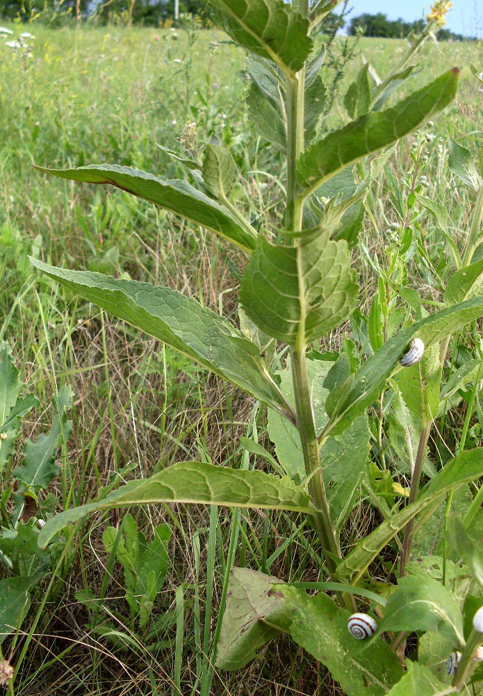 Image of Verbascum lychnitis specimen.