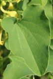 Aristolochia clematitis. Лист. Ростовская обл., Неклиновский р-н, Носовское с/п, балка Камышовая. 15.05.2013.