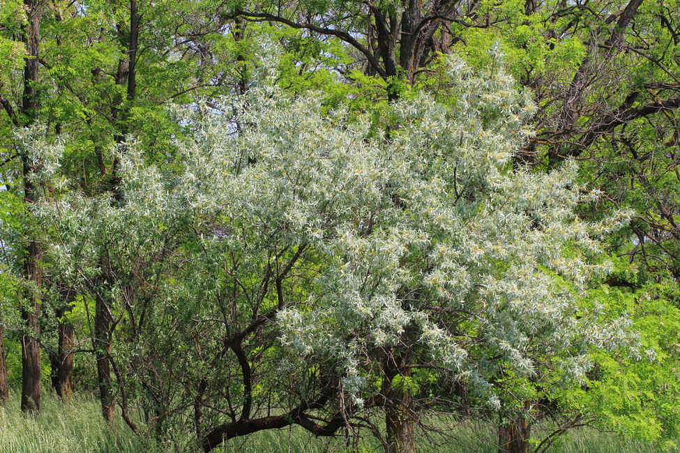 Image of Elaeagnus angustifolia specimen.