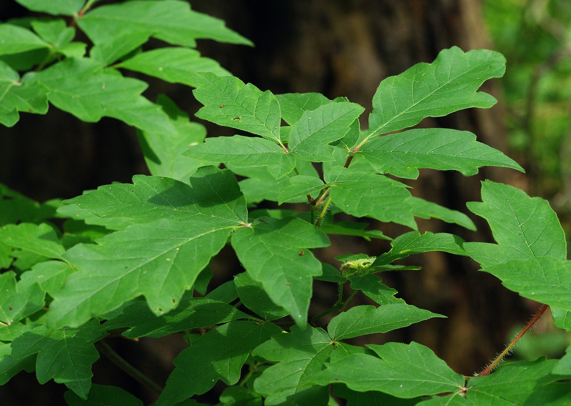 Image of Acer griseum specimen.