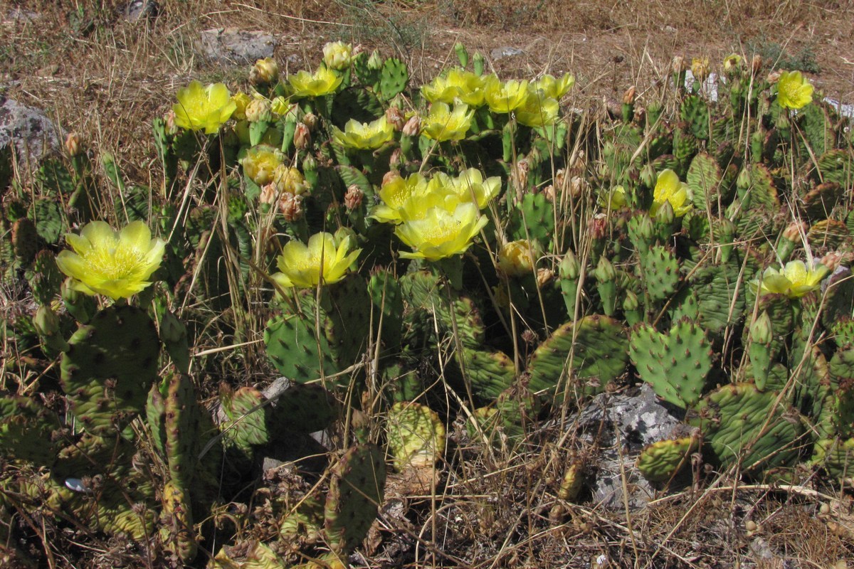 Изображение особи Opuntia humifusa.