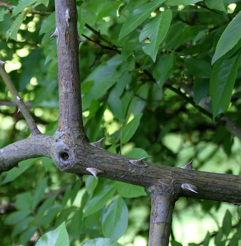 Image of Rosa filipes specimen.