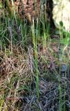 Carex alba. Цветущее растение. Архангельская обл., Пинежский р-н, юго-восточные окр. Пинежского заповедника, лес вблизи карстовой реки и дороги. 28.05.2013.