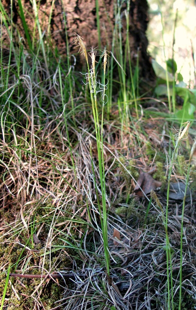 Изображение особи Carex alba.