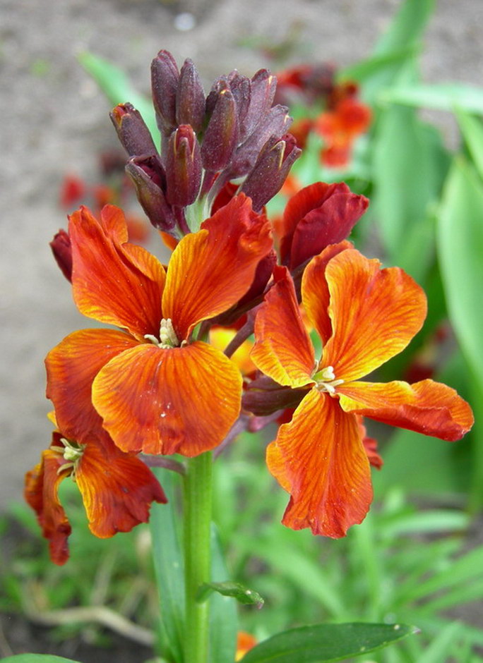 Image of Cheiranthus cheiri specimen.