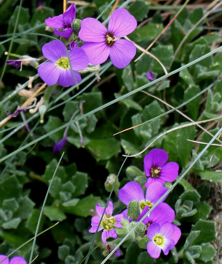 Изображение особи Aubrieta × cultorum.
