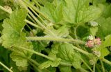 Tellima grandiflora