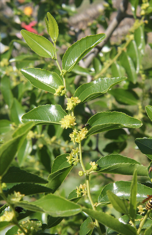 Image of Ziziphus jujuba specimen.
