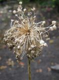 Allium caeruleum