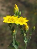 Blackstonia perfoliata