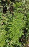 Artemisia annua. Вегетирующее растение. Украина, г. Одесса, Аркадия, склон возле Тропы здоровья. 20.06.2013.
