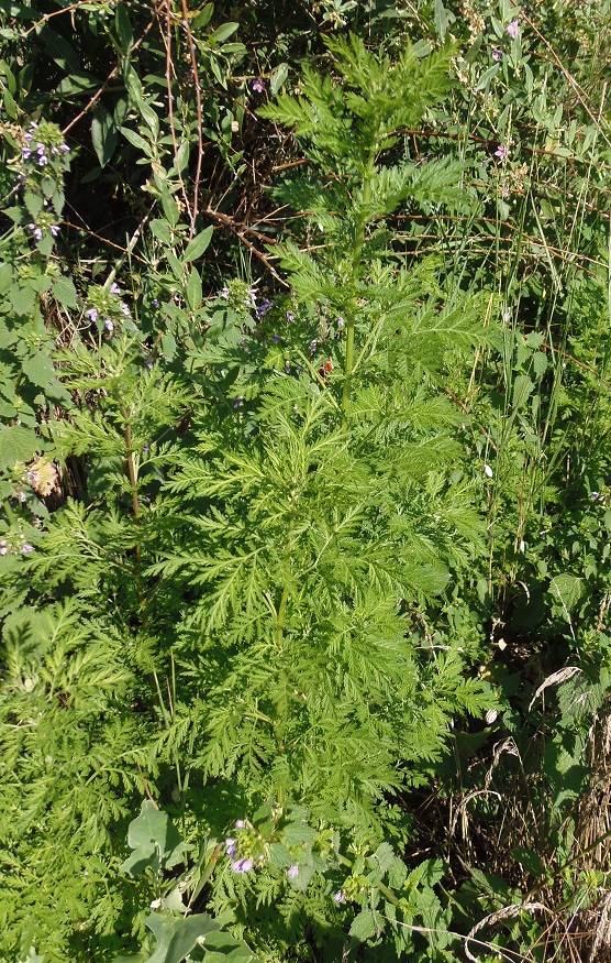 Изображение особи Artemisia annua.