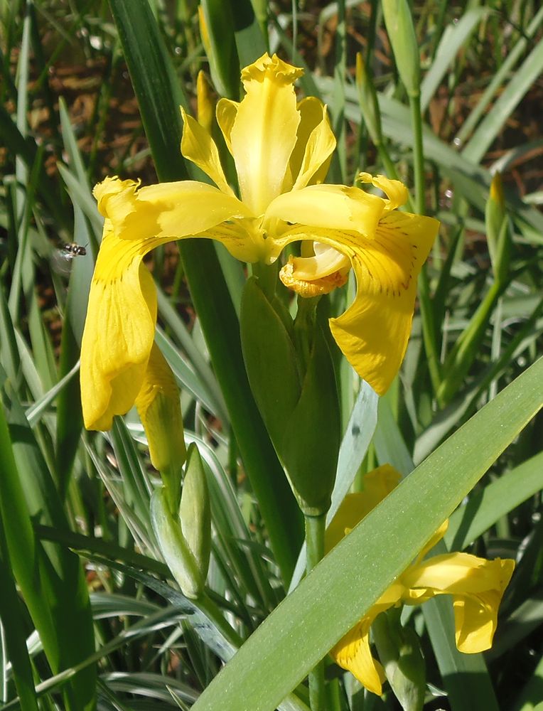 Изображение особи Iris pseudacorus.