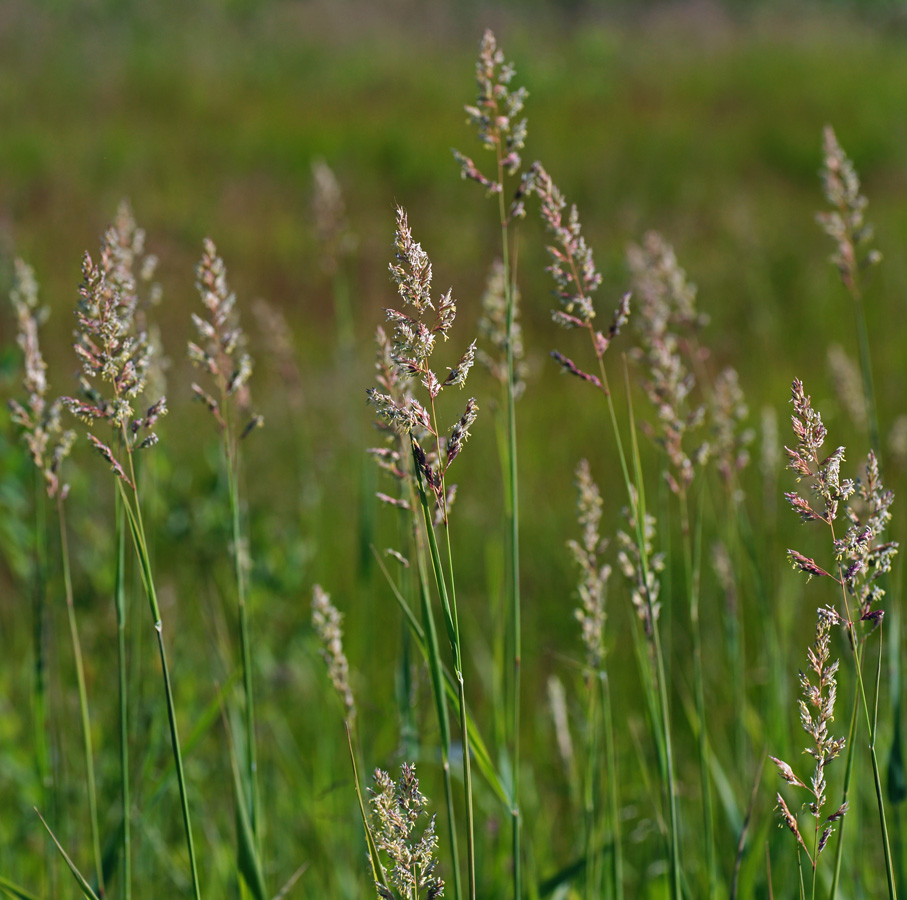 Изображение особи Phalaroides arundinacea.