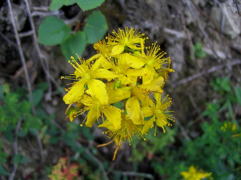 Изображение особи Hypericum perforatum.