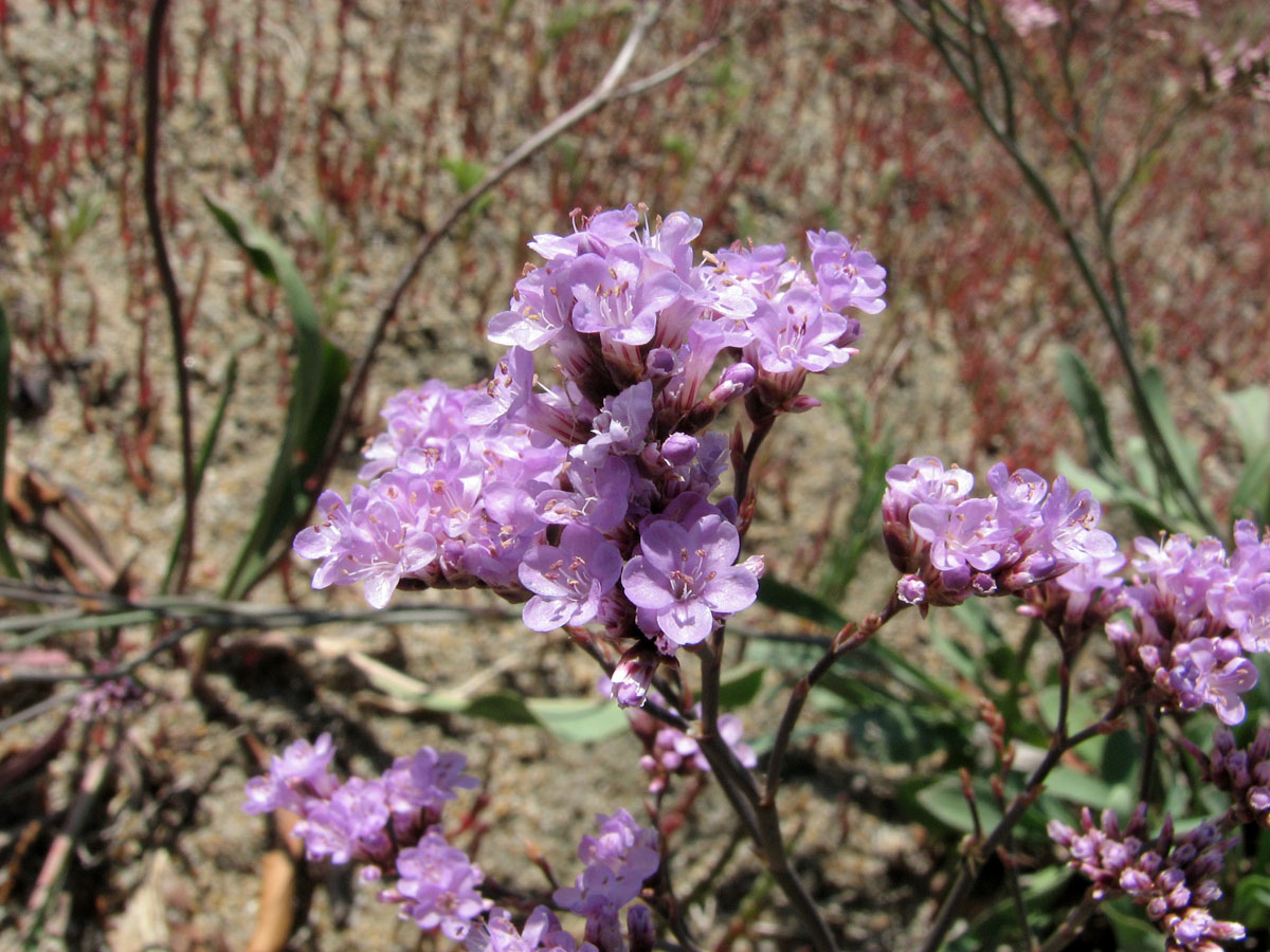 Image of Limonium &times; erectiflorum specimen.