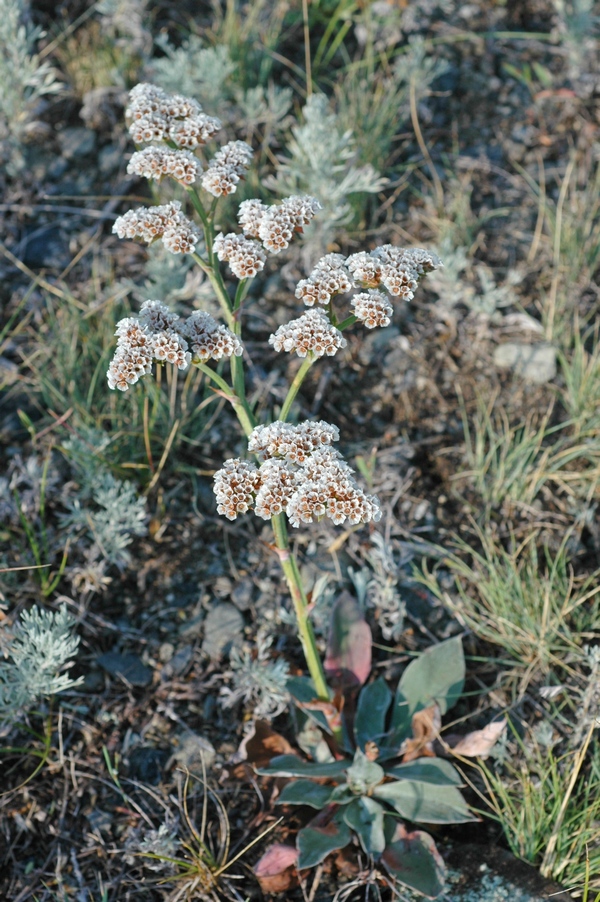 Изображение особи Goniolimon speciosum.