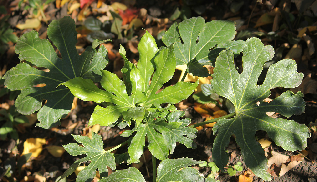 Изображение особи Fatsia japonica.