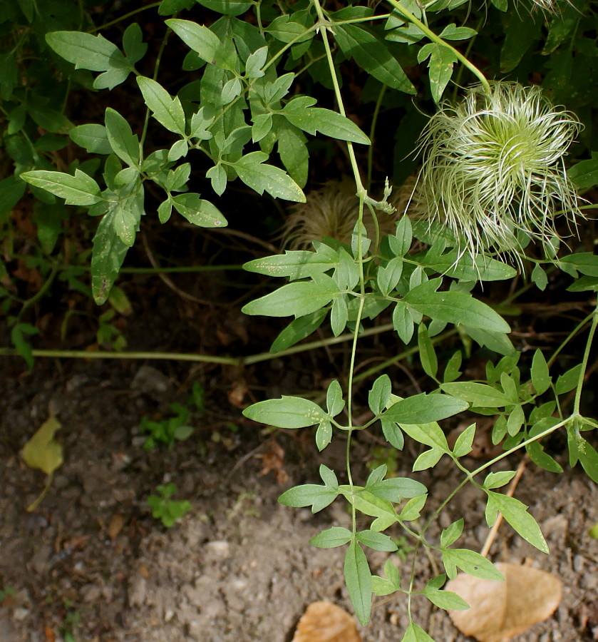 Image of Clematis tangutica specimen.