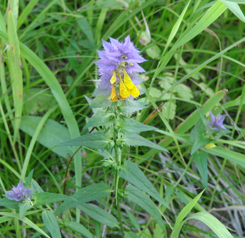 Image of Melampyrum nemorosum specimen.