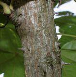 Kalopanax septemlobus