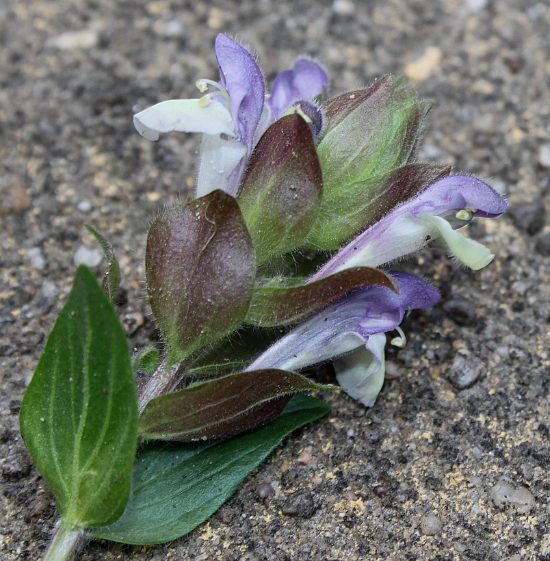 Изображение особи Scutellaria alpina.